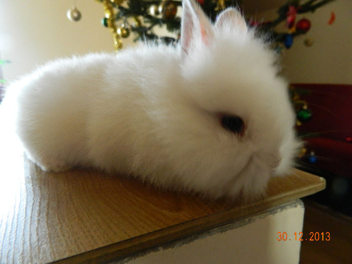 Picture 441 - iepuri angora