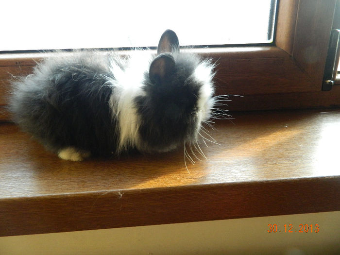 Picture 445 - iepuri angora