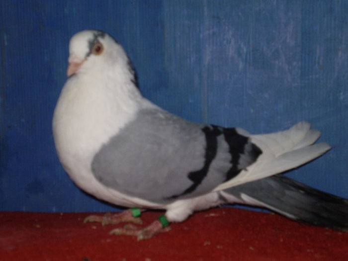 zbor si joc lung DAT AB