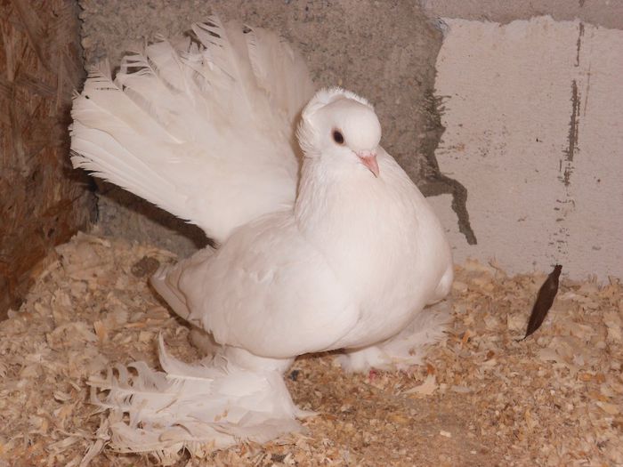 femela 2009