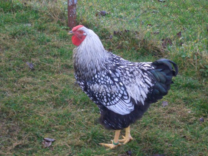 2013 - WIANDOTTE ARGINTIU