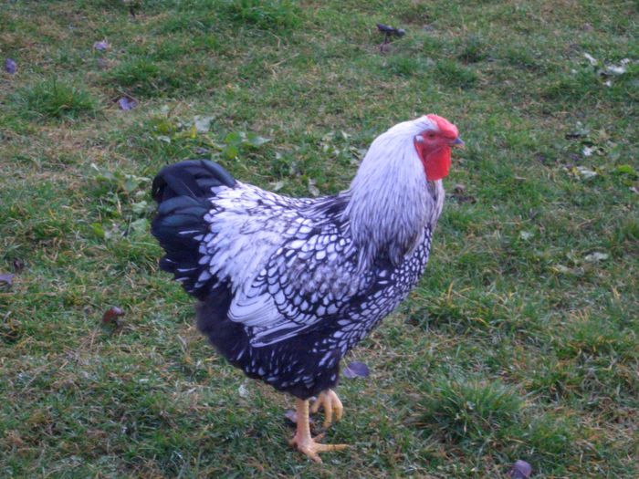 2013 - WIANDOTTE ARGINTIU