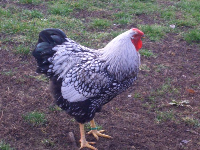 2013 - WIANDOTTE ARGINTIU