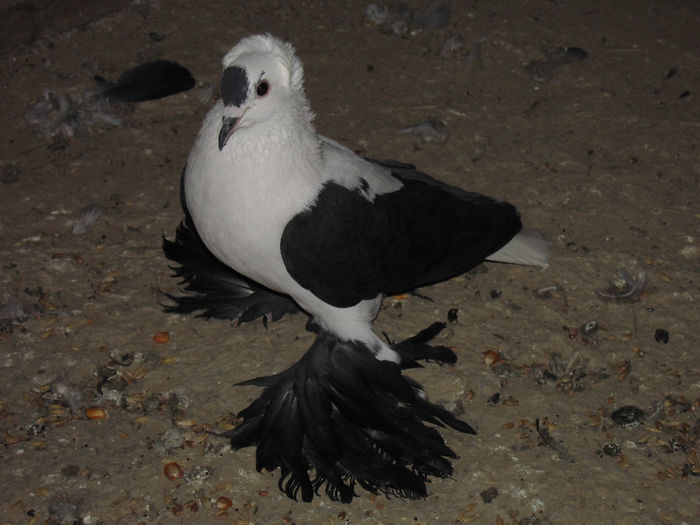 CIMG0568 VANDUT LA EXPO IASI