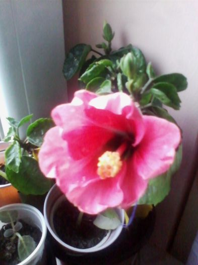 pink drim 31.12.2013