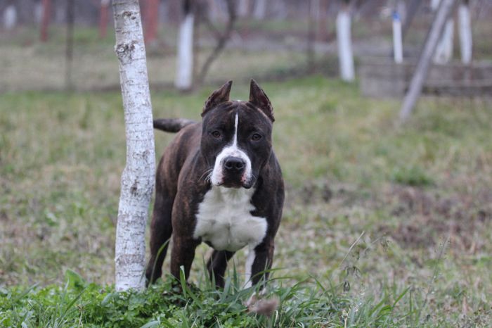 8 luni - Amstaff - Dok s pride panthera