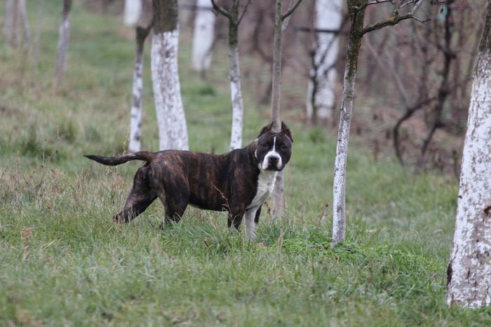 IMG_6522 - Amstaff - Dok s pride panthera