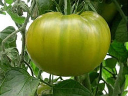 TOMATE EVERGREEN1