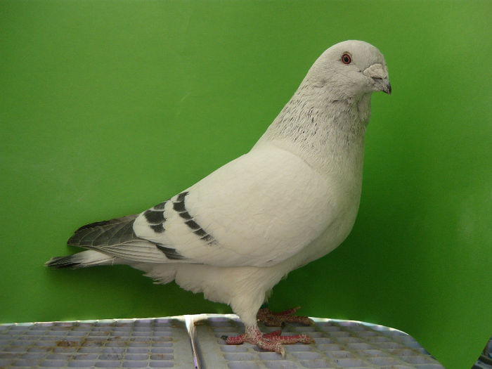 Mascul 2