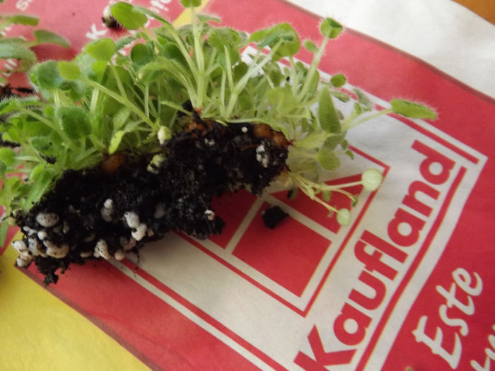 Au bulbisori cat bobul de mazare