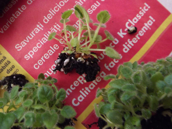 DSCF2405 - Frumuseti din seminte