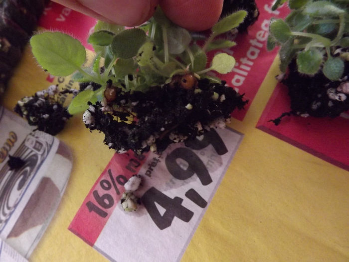 DSCF2406 - Frumuseti din seminte