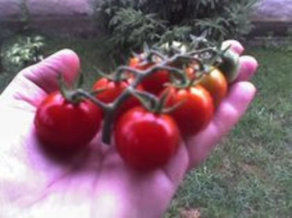 tomate Cherry -Super Sweet - colectia mea de rosii
