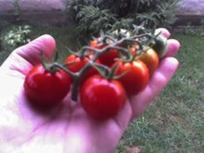 tomate Cherry -Super Sweet