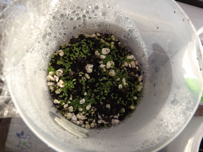 Ultimele însamantate