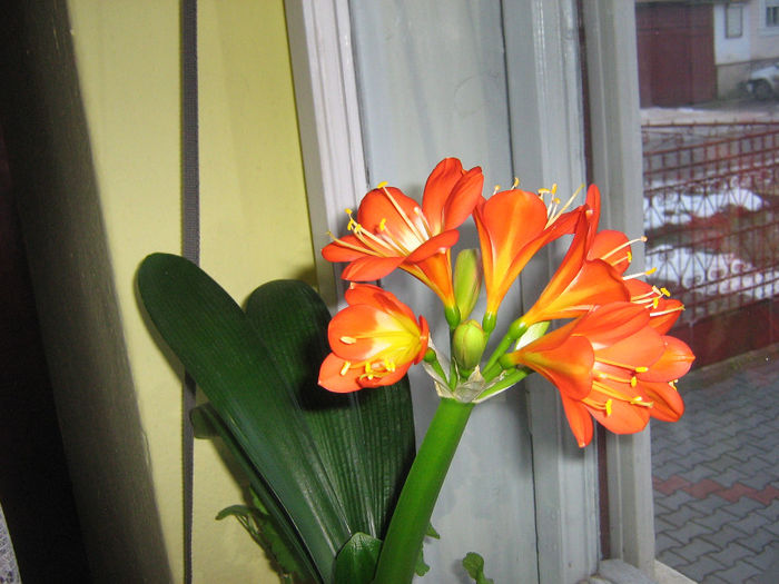 clivia de la mada 005 - Florile mele