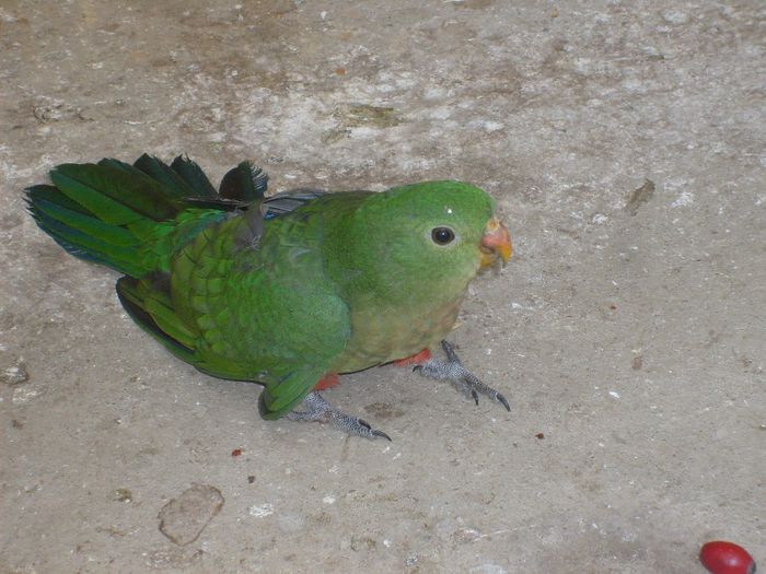 S6303843; alisterus scapulari
