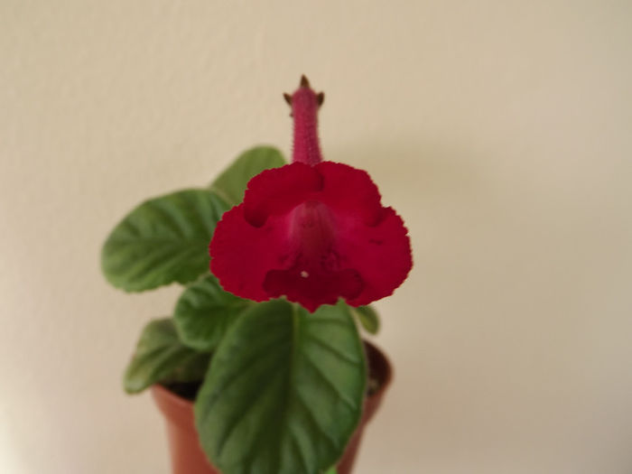 Scarlet Sunset - SINNINGII