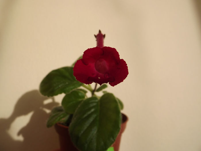 DSCF2467 - SINNINGII