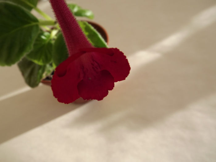 DSCF2472 - SINNINGII