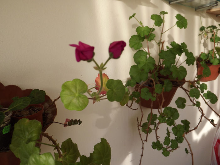 DSCF2483 - Diverse flori