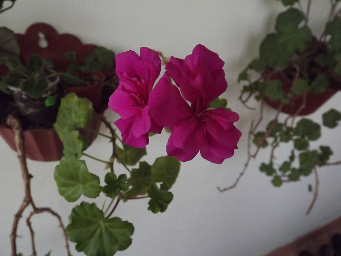 DSCF2488 - Diverse flori