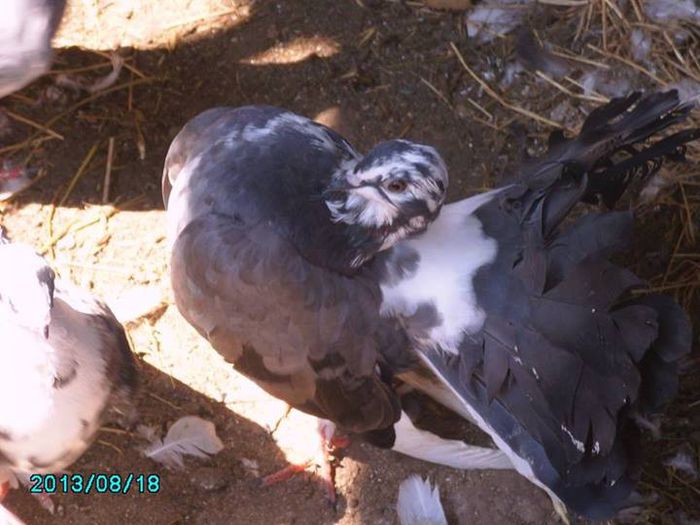 femela   linie   noua  30 lei