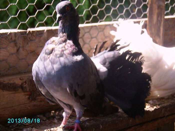 1095108_498045606948318_37532610_n