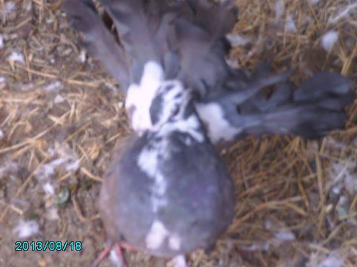 1098313_498046056948273_1267859793_n