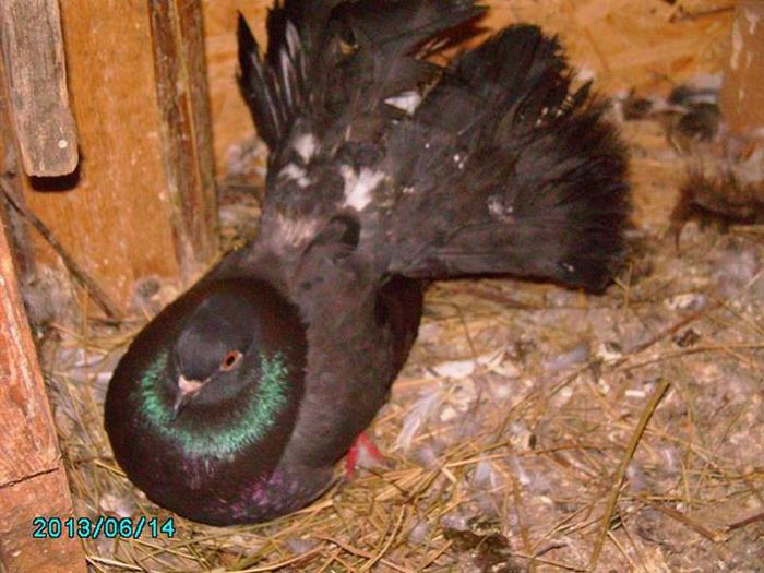 femela pentru gheorghedaniel