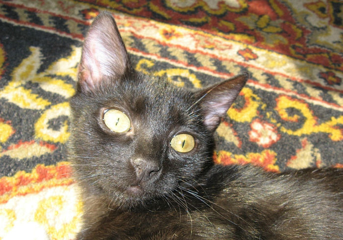 Pisica neagra - Pisicile mele Miki si Danila