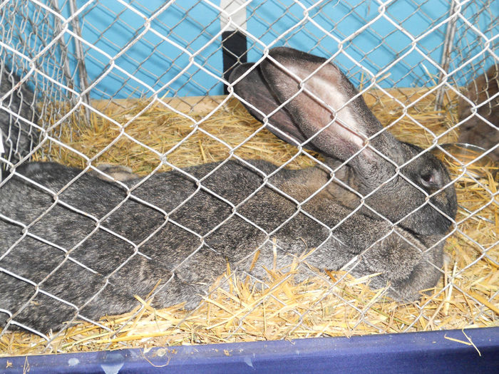 Picture 030 - 1Expo Tineretul BH 28-29DEC2013