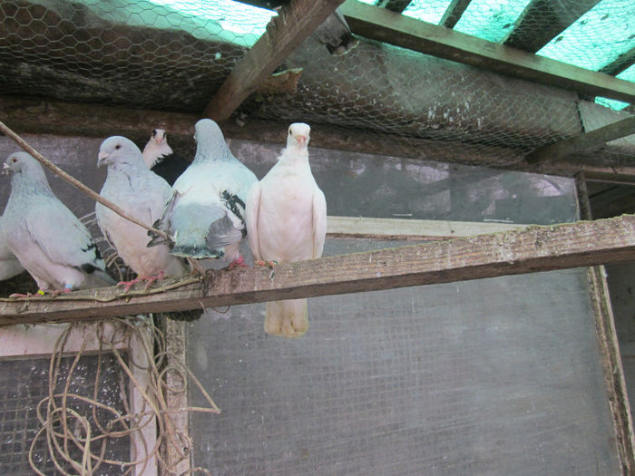 IMG_1857 - Albastru azur