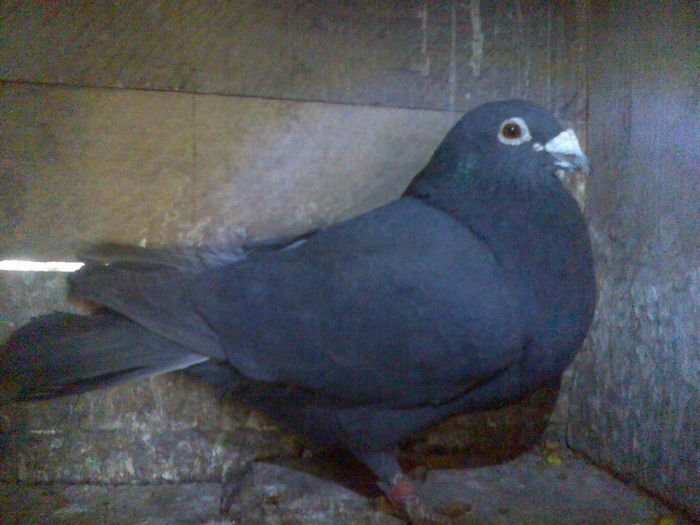M-2011 - Porumbei voiajori negri
