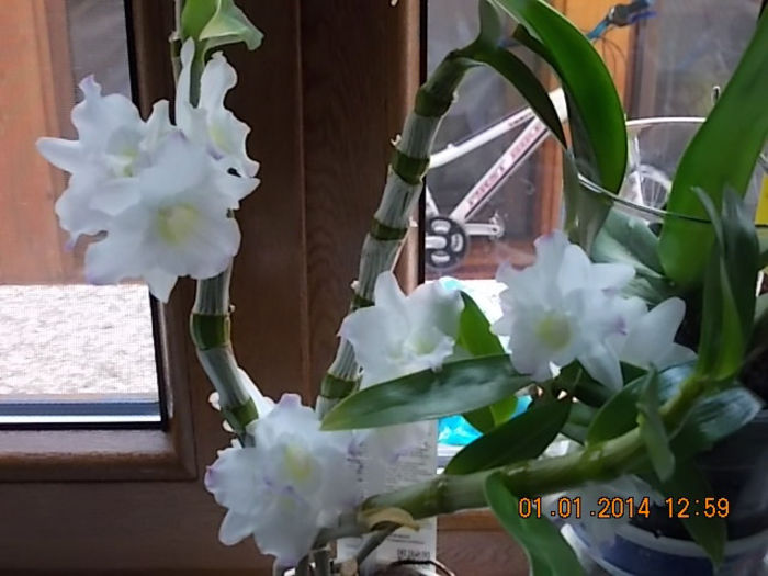 1 ianuarie 2014 029 - mama si florile ei