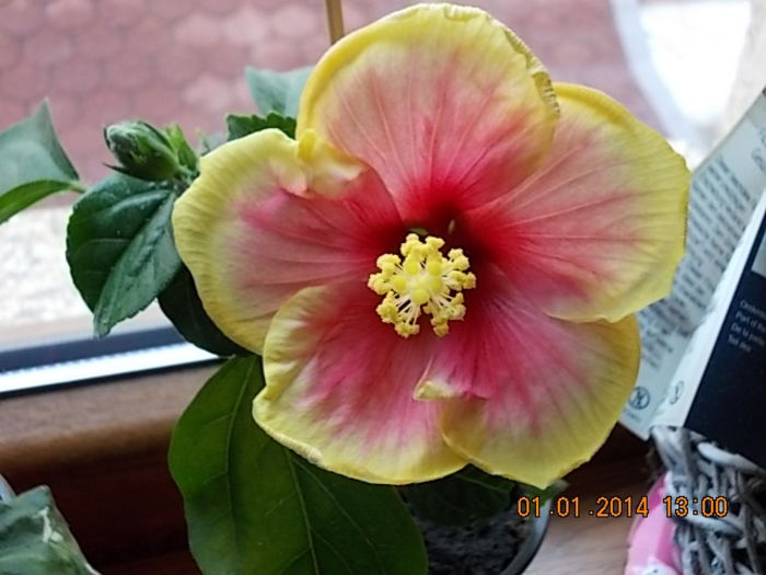 1 ianuarie 2014 032 - mama si florile ei
