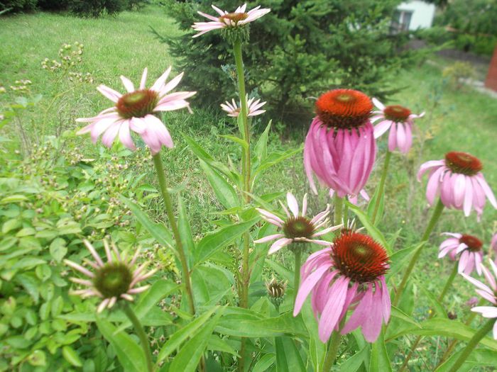 DSCF3889 - Gradinuta mea