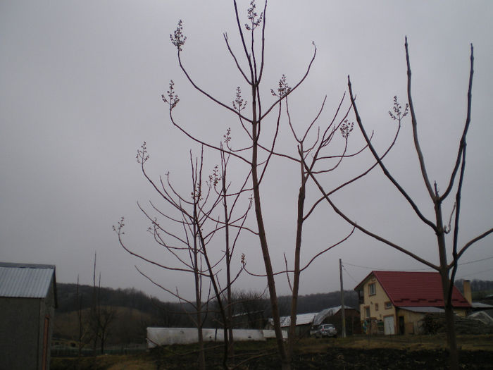 Picture 051 - paulownia2014