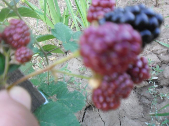 Mur fara tepi 14; Mur fara tepi
