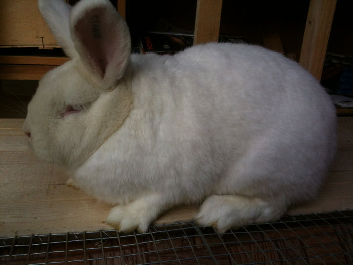 IMG_3213 - FEM NEO NR 04 RO 39