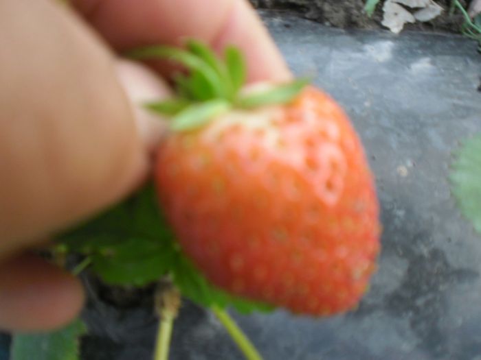 capsuni Albion (14); capsuni Albion
