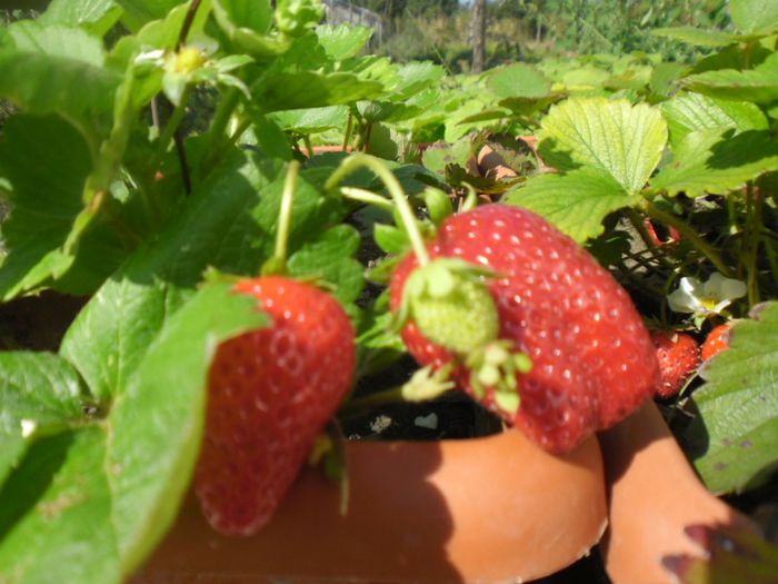 capsuni Mara de Bois 1; capsuni Mara de Bois
