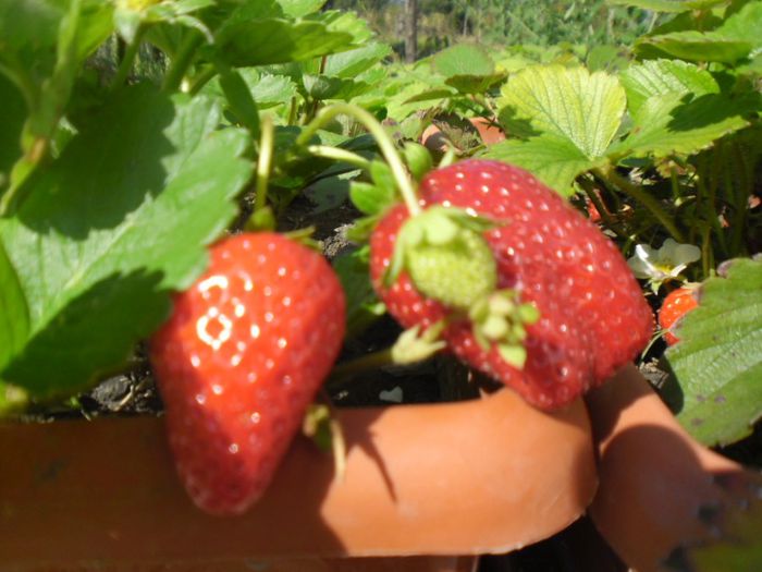 capsuni Mara de Bois 3; capsuni Mara de Bois
