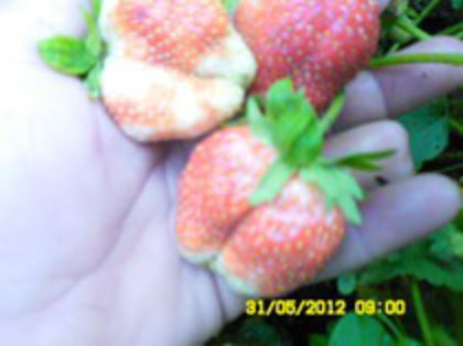 Capsuni Creasta Cocosului; Capsuni Creasta Cocosului
