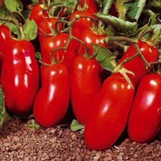 rosii San Marzano 2 2; rosii San Marzano 2
