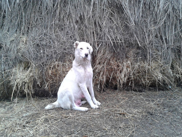 20140102_093004 - Dolfa