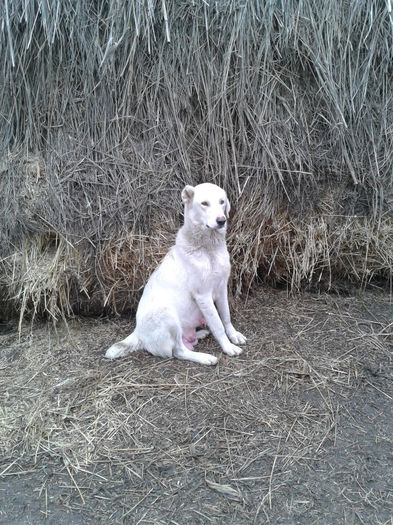 20140102_092956 - Dolfa