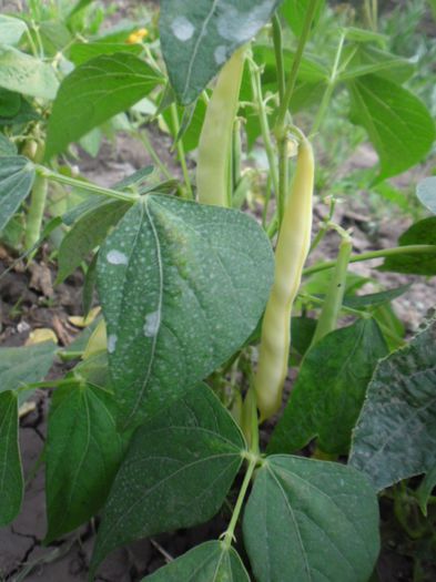 Fasole Capitano 12; Fasole Capitano
