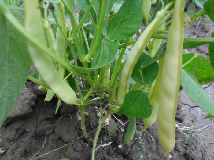 Fasole Capitano 13; Fasole Capitano
