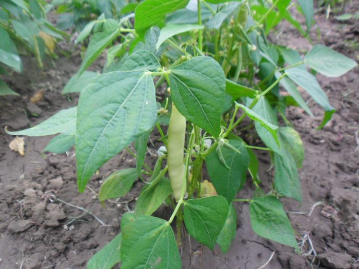 Fasole Capitano 14; Fasole Capitano
